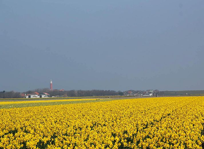 Guest house 0101314 - Holiday property Texel - De Ransuil