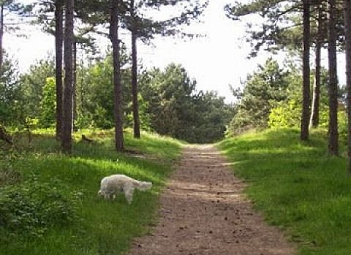Bungalow rental from Assendelft in De Cocksdorp, Texel with garden and terrace for relaxation.