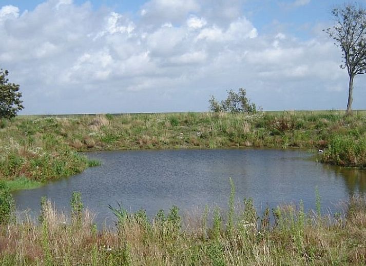 Cozy terrace at Cottage in De Cocksdorp, Texel, surrounded by greenery and tranquility.