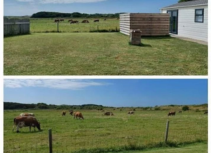 Unterkunft 0101468 - Ferienhaus Texel - Chalet Duunzicht