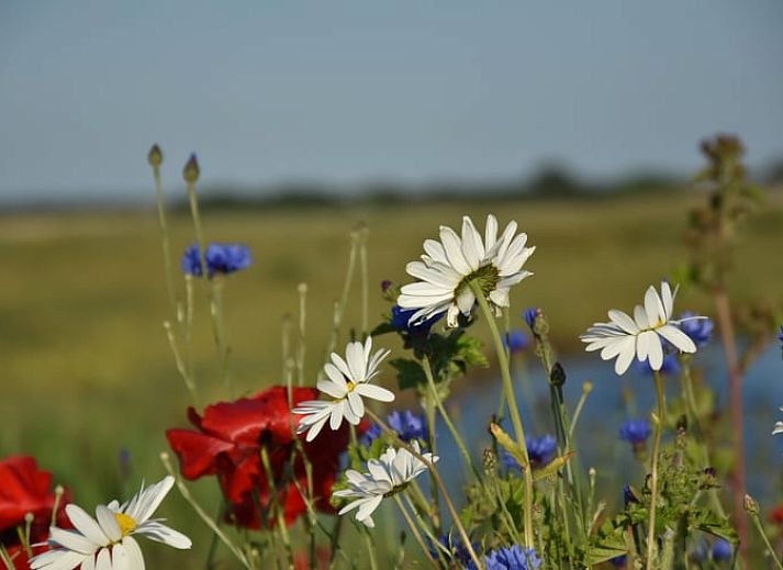 Ferienhaus in De Cocksdorp auf Texel mit grossem Garten und moderner Architektur, ideal fuer Entspannung auf den Watteninseln.