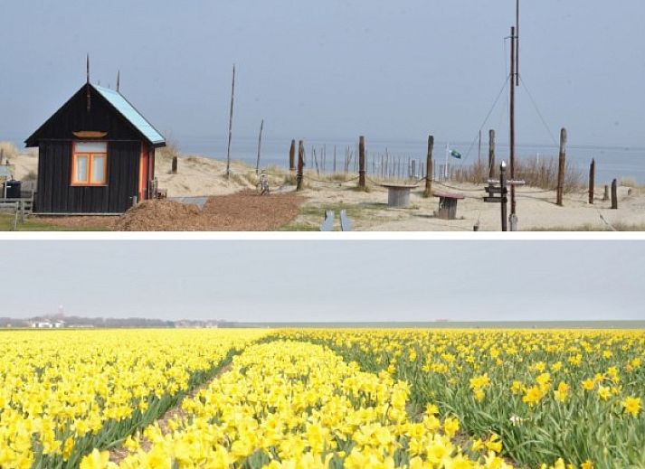 Unterkunft 010172 - Bungalow Texel - Teenstrapad