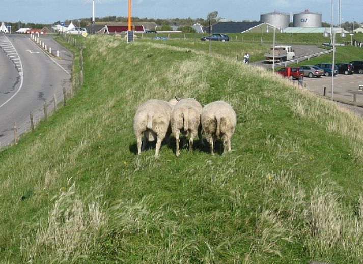 Verblijf 0102113 - Vakantiewoning Texel - Bungalowpark Hoog Koog - vakantiehuis Hoog Koog 8117