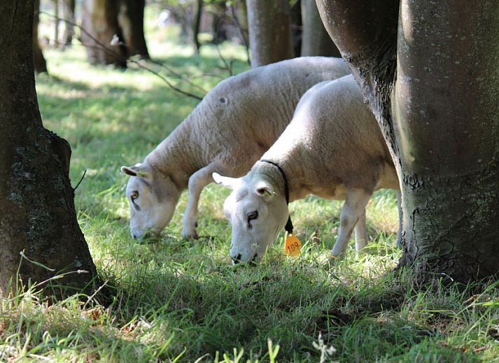 Wohnen im Freien bei 6-8 Pers. Wellness Landhuis in De Koog, Texel mit moderner Veranda.