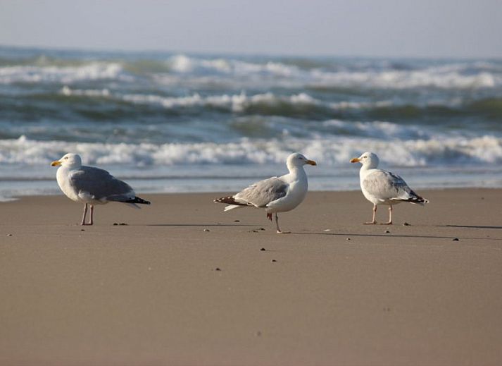 Gemuetlicher Wohnraum in 6-8 Pers.Wellness Landhuis, De Koog, Texel.