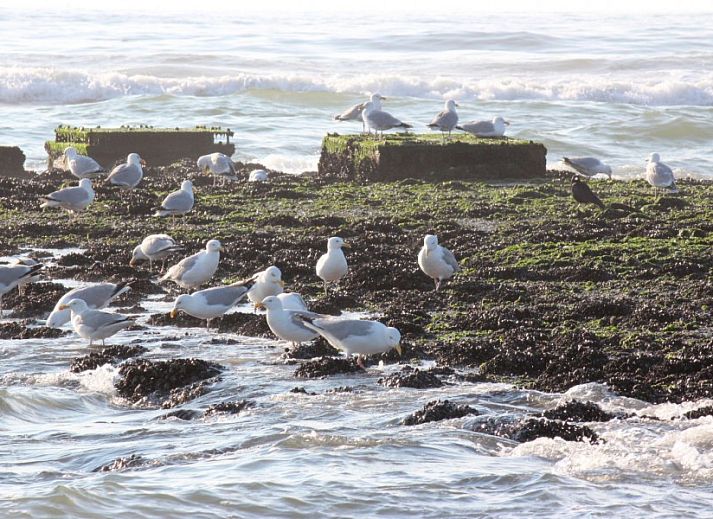 Gemuetlicher Wohnraum in 6-8 Pers.Wellness Landhuis, De Koog, Texel.