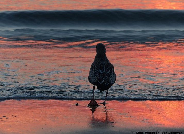 Side view of Duinrand Holiday Villas Type 1 in De Koog Texel with flowering garden.