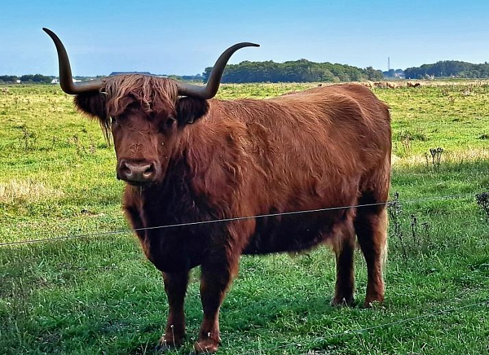 Side view of Duinrand Holiday Villas Type 1 in De Koog Texel with flowering garden.