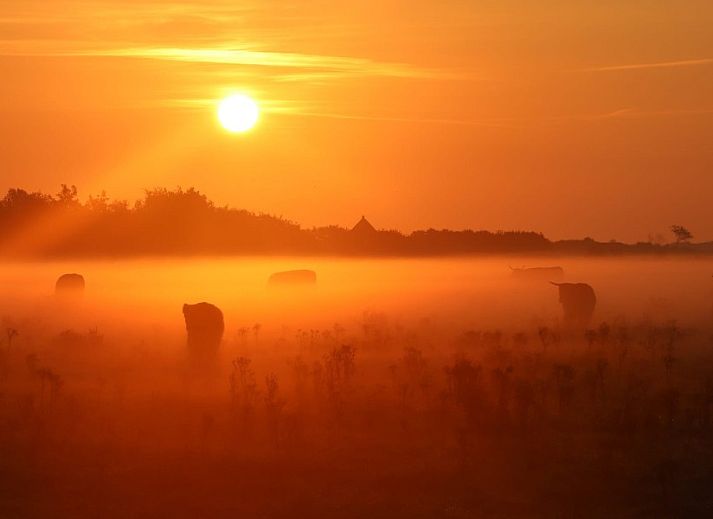 Rustic surroundings at Duinrand Holiday Villas Type 1 in De Koog Texel with trellis.