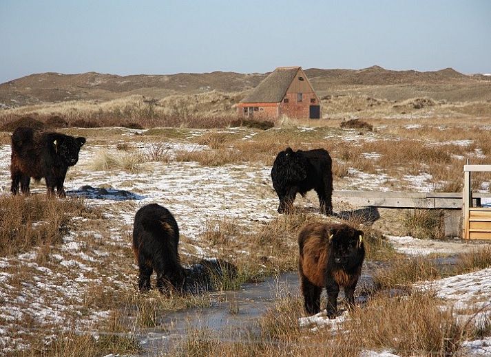 Texel Villa Duinzicht in De Koog, vakantiehuis omgeven door natuur en rust op de Waddeneilanden.