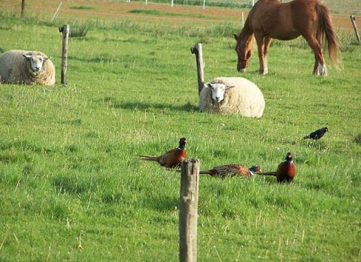 Gezellige binnenruimte van Texel Villa Duinzicht in De Koog, Texel met zonlicht en houten vloer.