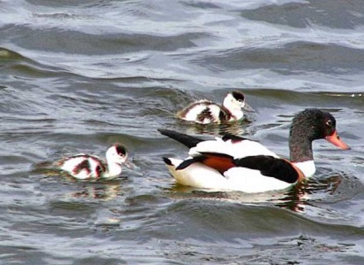 Gezellige binnenruimte van De Kemphaan: Studio, appartement in De Waal, Texel, Waddeneilanden.