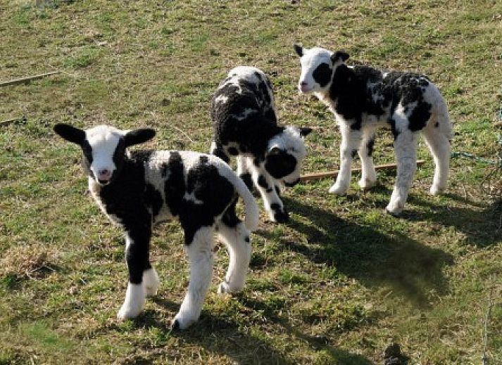 Gezellige binnenruimte van De Kemphaan: Studio, appartement in De Waal, Texel, Waddeneilanden.