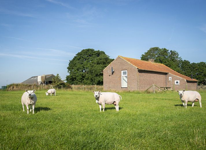 Cottage Schiller - 4883, vacation home in De Waal on Texel overlooking green fields and blue sky.