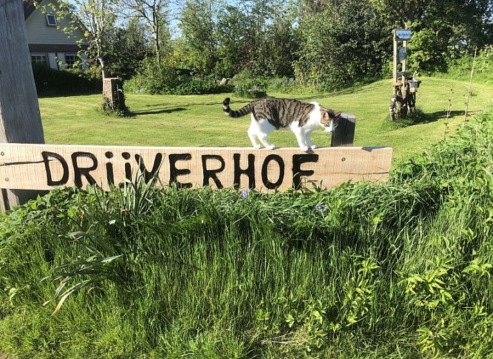 Guest house 010401 - Holiday property Texel - Appartement 3 persoons