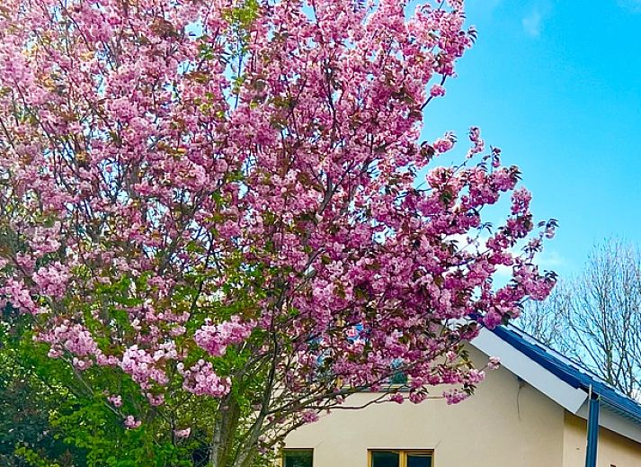 Hoeve Consensus Texel Ferienhaus in Den Burg mit grosser Terrasse und gruenem Garten