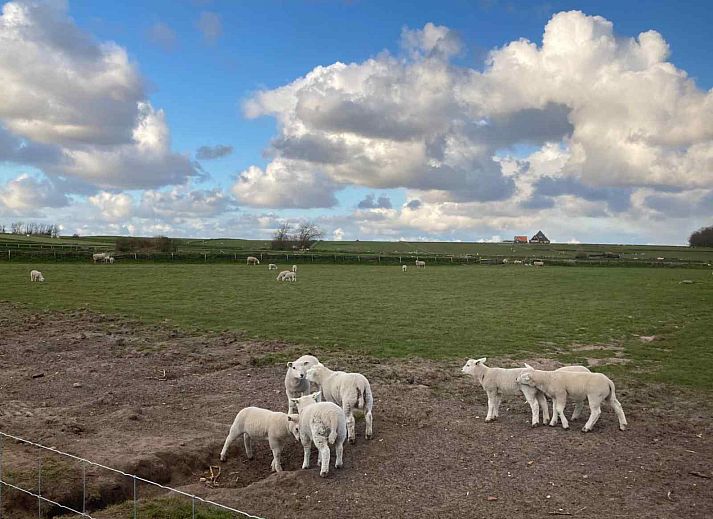 NH196 Unterkunft in Den Burg, Texel mit Balkon und Aussicht.