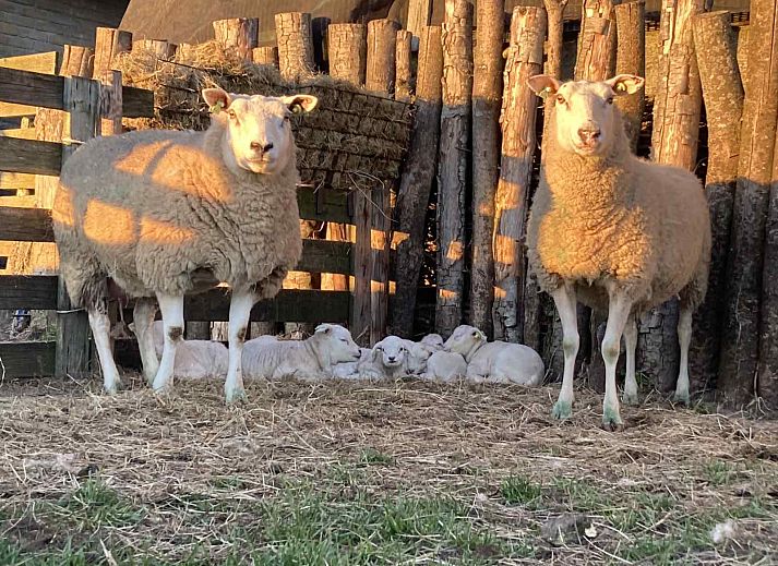 Schlafzimmer im Ferienhaus NH197 Texel mit bequemem Bett und Holztisch