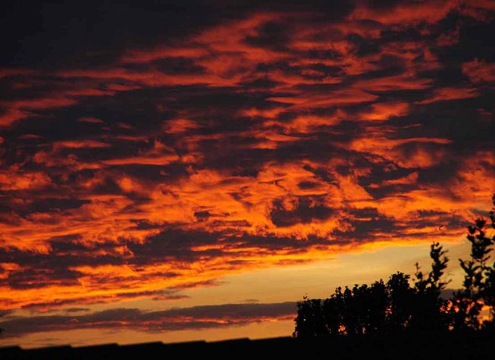 Bewaldetes Gebiet bei NH010 Ferienhaus in Den Burg, Texel, Watteninseln