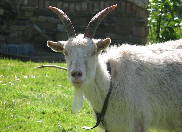 Unterkunft 010476 - Ferienhaus Texel - Woeste Hoeve