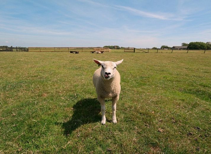Unterkunft 0105102 - Ferienhaus Texel - Nieuwegrachtje