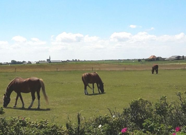 Unterkunft 010581 - Ferienhaus Texel - Westewind 4 pers.