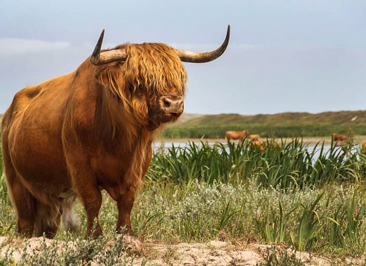 Verblijf 010598 - Tenthuis Texel - Ingerichte Boogtent