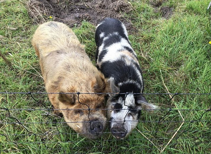 Gezellige slaapkamer in De Borage Texel, Oosterend, met een groot tweepersoonsbed en warme verlichting voor een rustgevende nachtrust.