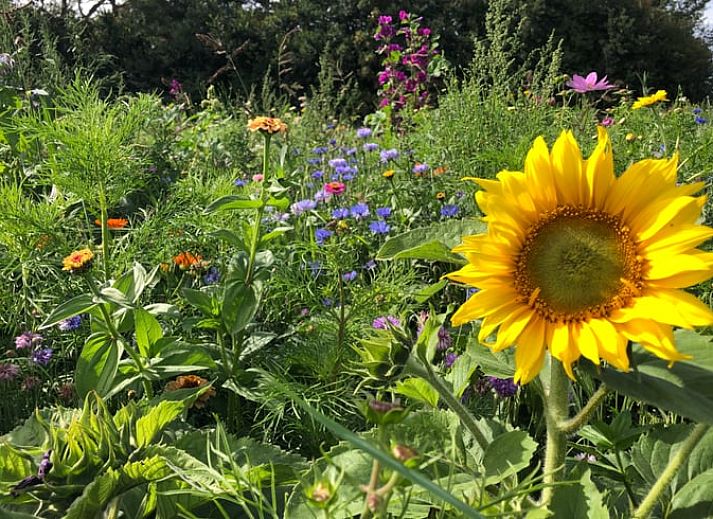 Modernes Interieur des Ferienhauses in Oosterend, Texel mit offener Kueche und Essbereich.