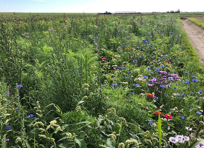Modernes Interieur des Ferienhauses in Oosterend, Texel mit offener Kueche und Essbereich.