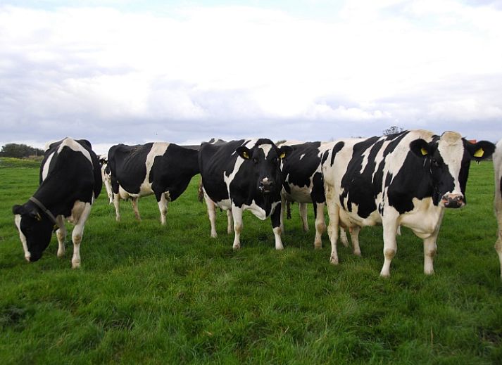 Unterkunft 011210 - Ferienhaus Texel - 3980 Boerderij Leiden