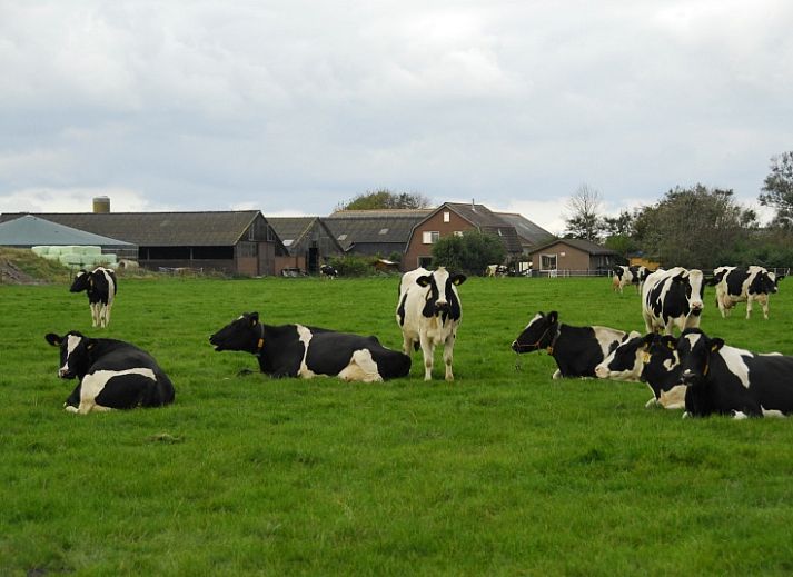 Unterkunft 011227 - Ferienhaus Texel - 3901 Boerderij Leiden