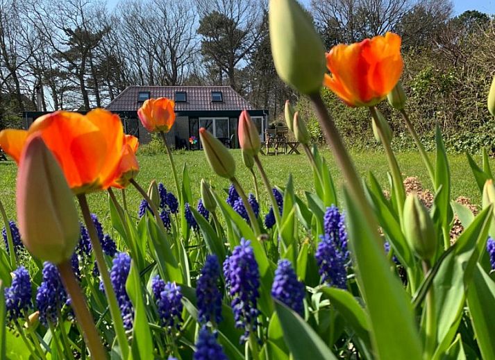 Guest house 011311 - Bungalow Texel - 't Bollenveld - Iris