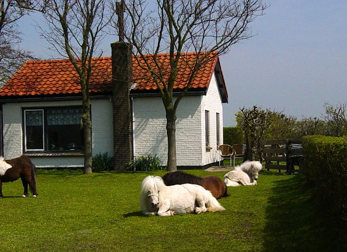 Langfristiges Ferienhaus mit Ponys im Garten, De Dennen, Texel, Watteninseln.