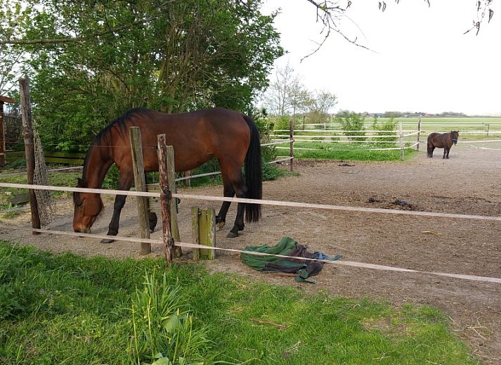 Helianthus vacation home in De Dennen, Texel with spacious garden and balcony.