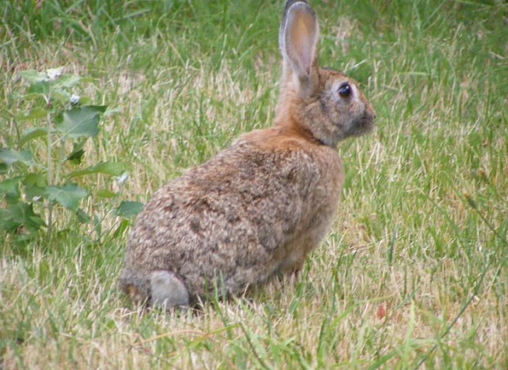 Cozy terrace at Duinpieper vacation home in De Dennen, Texel, surrounded by nature.