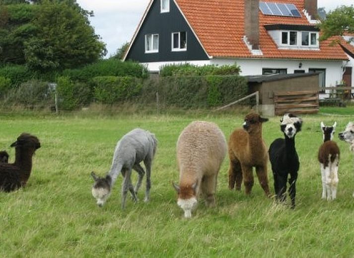 Guest house 011801 - Holiday property Texel - Tyeslemore