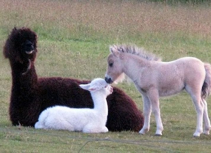 Guest house 011801 - Holiday property Texel - Tyeslemore