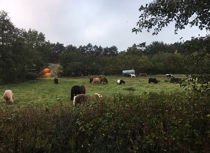 Natuurrijke omgeving bij De Trekvogels, vakantiehuis in Formerum, Terschelling met grazende paarden.