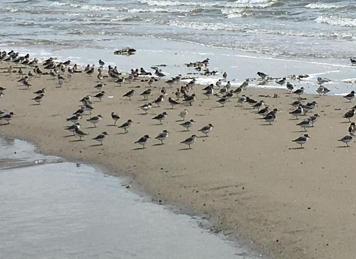 Unterkunft 030414 - Appartement Ameland - Wijnberg Appartementen