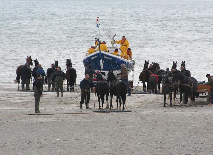 Verblijf 030427 - Appartement Ameland - Appartement Tjerk