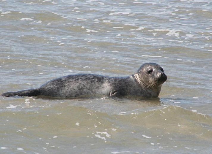 Verblijf 030427 - Appartement Ameland - Appartement Tjerk