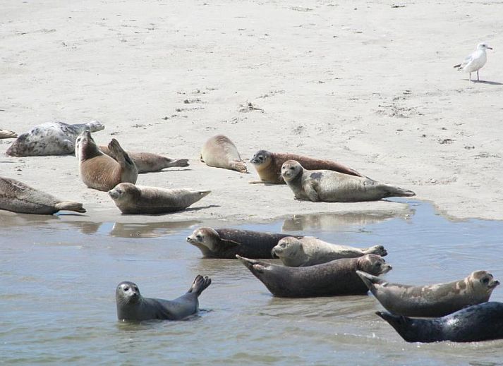 Verblijf 030427 - Appartement Ameland - Appartement Tjerk