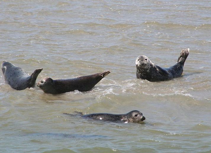 Verblijf 030427 - Appartement Ameland - Appartement Tjerk