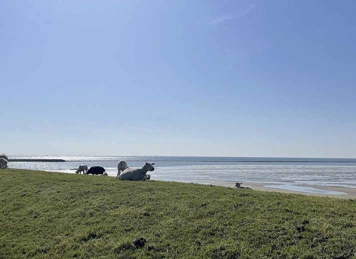 Guest house 030443 - Chalet Terschelling - Wolkenpracht