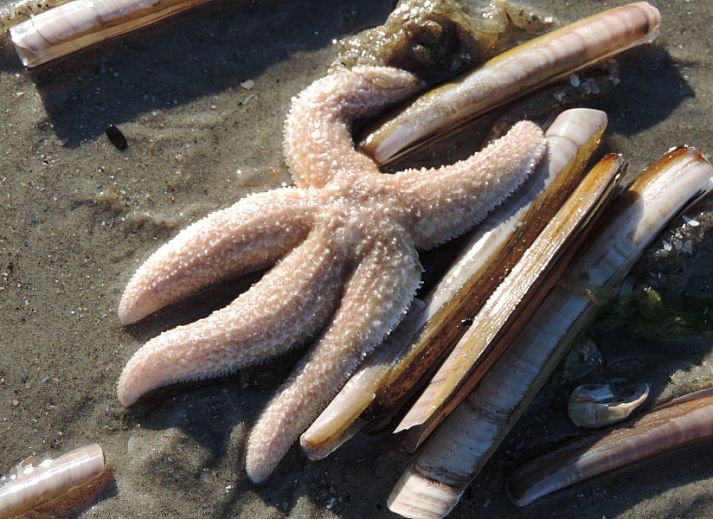 Bright living room of Apartment Jelle, Oosterend, Terschelling with comfortable seating.