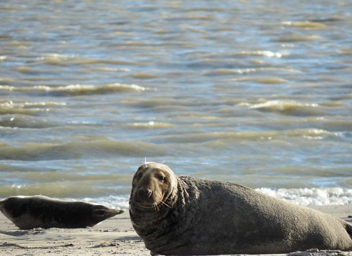 Bright living room of Apartment Jelle, Oosterend, Terschelling with comfortable seating.