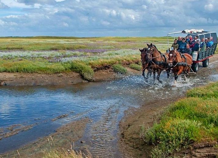Unterkunft 0310124 - Ferienhaus Terschelling - Wadhuske