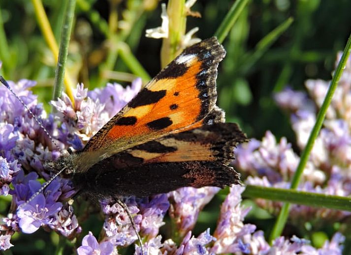 Helles Schlafzimmer mit Dachfenster im Ferienhaus in Oosterend, Terschelling, ideal fuer Naturliebhaber.