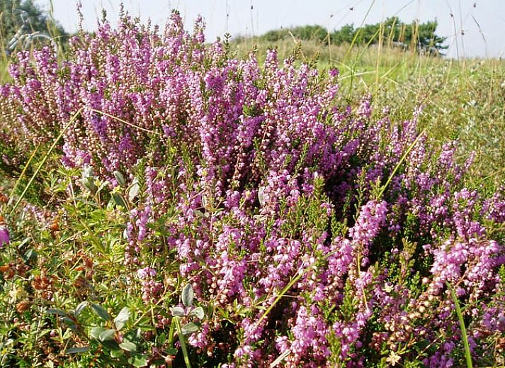 Helles Schlafzimmer mit Dachfenster im Ferienhaus in Oosterend, Terschelling, ideal fuer Naturliebhaber.